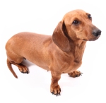 Dachshund Wiener Dog